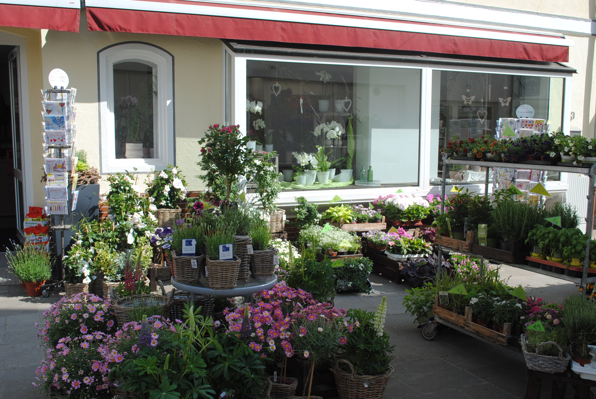 Außenpflanzen Anjas Blumenstube