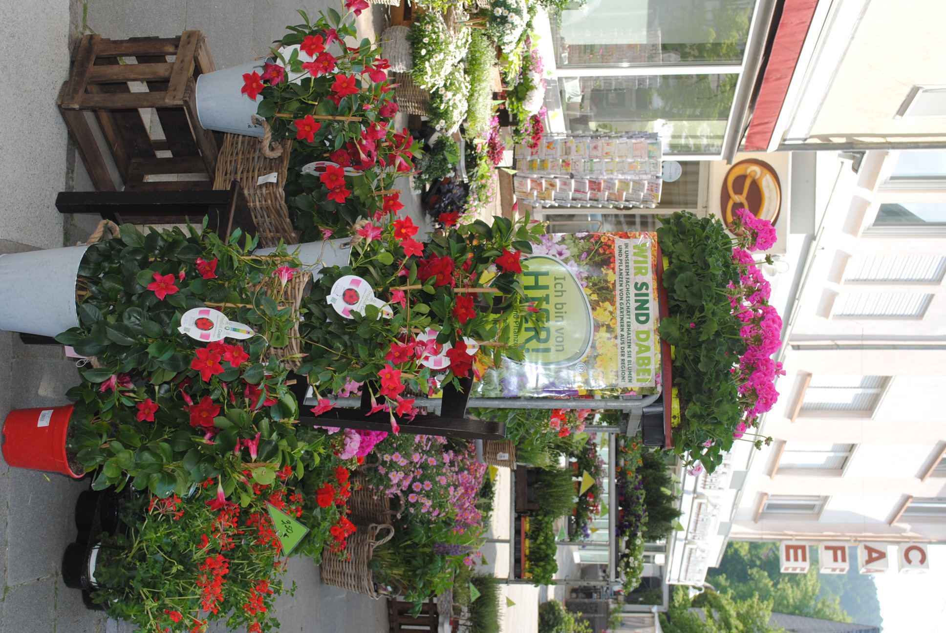 Blühpflanzen Anjas Blumenstube